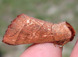 Common Datana